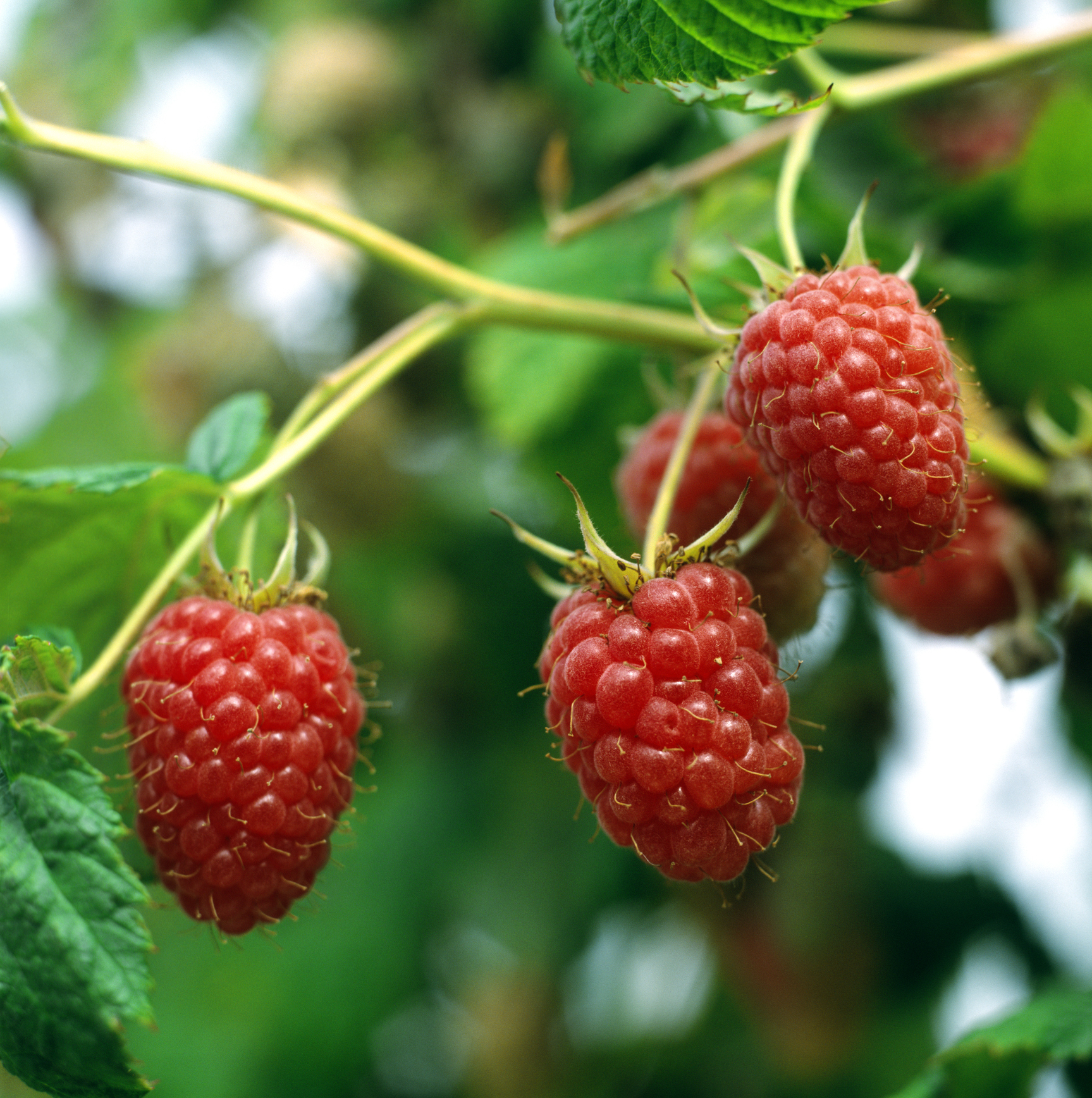Raspberries growing